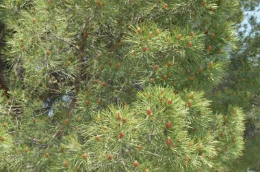 Yakın - up genç iğneler, uzun iğneler ve küçük koni.