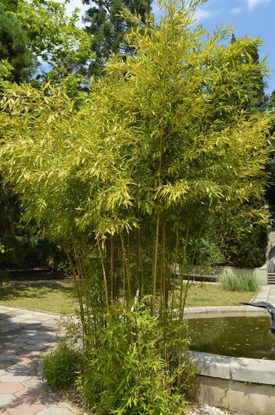 A trópusi Park, egy napsütéses napon a tó és a bambusz bokrok — Stock Fotó