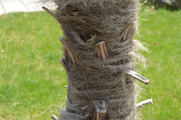 Gros plan du tronc d'un palmier tropical, écorce de cocotier sur fond d'herbe verte — Photo