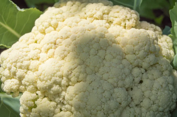 Healthy natural food is the background of Cauliflower in the sunlight