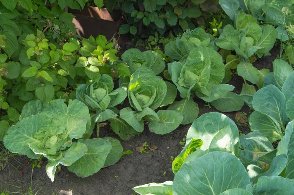 Filas de col creciendo en el jardín al aire libre, la luz del sol brillante —  Fotos de Stock