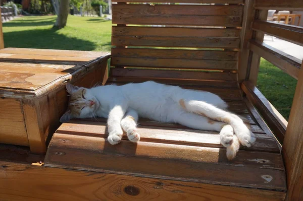 Preguiçoso Gato Branco Vermelho Dormindo Velho Banco Madeira Fundo Gramado — Fotografia de Stock