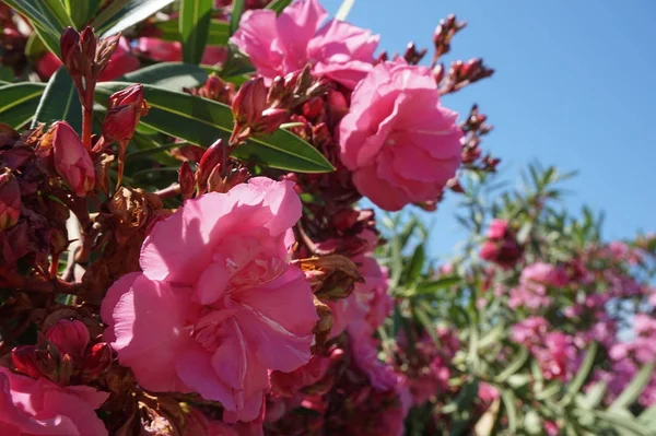 Arbusto de adelfa con flores de color rosa, hermoso fondo floral — Foto de Stock