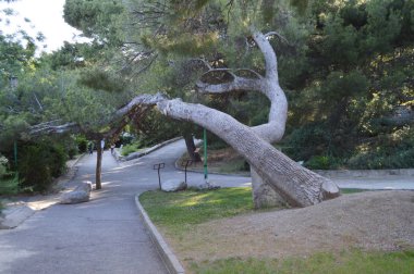 Parkta sokakta büyük bir eski çam göğüs eğildi