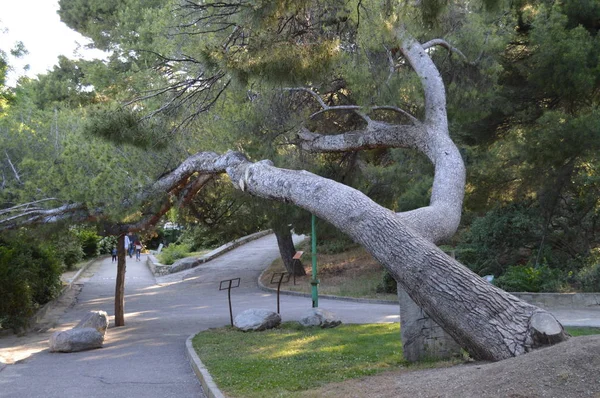 Un gran tronco de pino viejo se inclinó sobre el callejón en el Parque — Foto de Stock