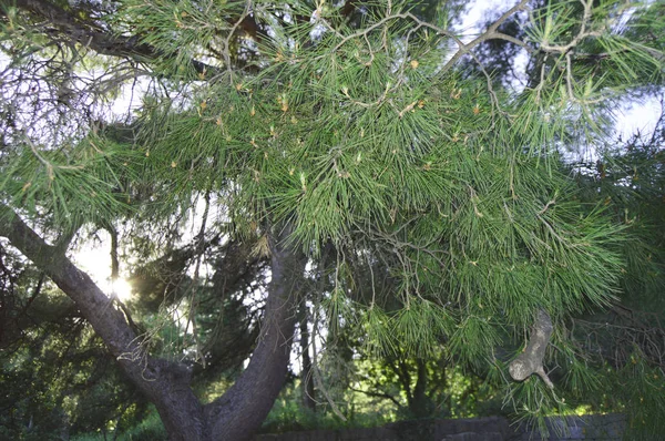 El primer plano - la rama de pino, sobre el fondo claro Soleado — Foto de Stock