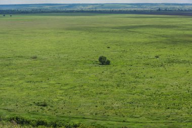 Yalnız bir çalı veya ağaç bir yeşil çayır, ufuk çizgisi ve bulutlu gökyüzü güzel arka plan