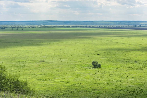 Gyönyörű háttér magányos bokor vagy fa, egy zöld rét, a horizontot, a ég, a felhők — Stock Fotó