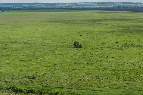 На фоне одинокого Буша или дерева на зеленой лужайке, лески и неба с облаками — стоковое фото