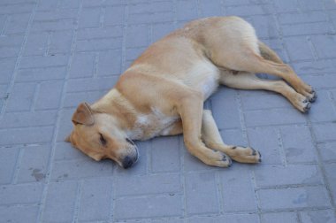 Üzgün Anavatan kırmızı köpek kaldırımda yalnız