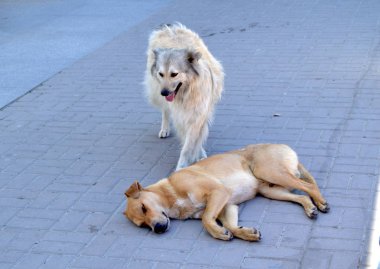 Şehirde sokakta iki aç başıboş köpekler