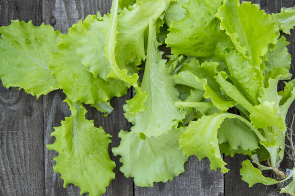 Fresh lettuce on old wooden background, concept of healthy nutrition