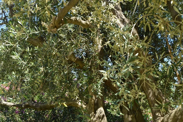 Fondo de un olivo floreciente en primavera en un día soleado — Foto de Stock