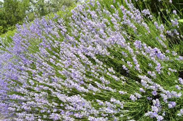 Hermosa flor de lavanda en el jardín, fondo floral lila y verde —  Fotos de Stock