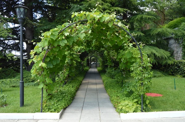 Arch and trellis, entwined vine and lantern in a beautiful Park in the summer — Stock Photo, Image