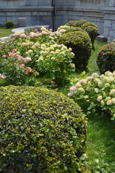 Concepto de jardinería en el Parque, rosas, hortensias, boj, cuidado de plantas — Foto de Stock