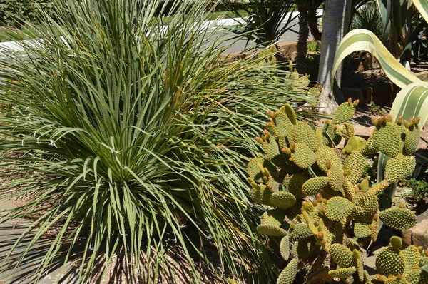 Une Grande Variété Cactus Différentes Espèces Poussant Dans Parc Tropical — Photo