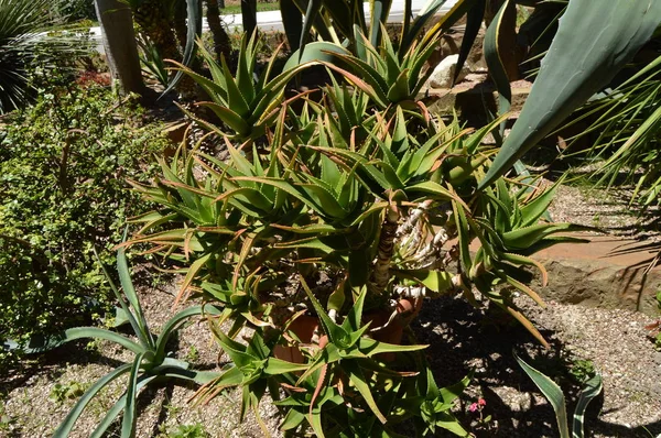 Ett Enormt Utbud Kaktusar Olika Arter Som Växer Tropisk Park — Stockfoto