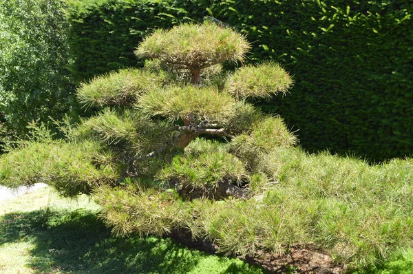 El bonsái verde curvado crece en el jardín japonés. diseño de paisaje en estilo japonés — Foto de Stock