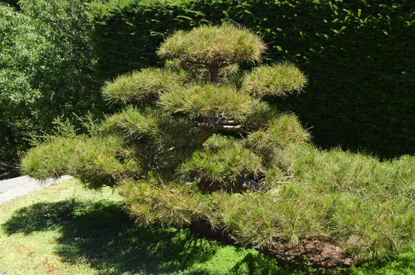 El bonsái verde curvado crece en el jardín japonés. diseño de paisaje en estilo japonés — Foto de Stock