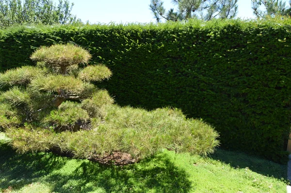Зелений вигнутий бонсай дерево росте в Кровать квітки маку. Ландшафтний дизайн в японському стилі — стокове фото