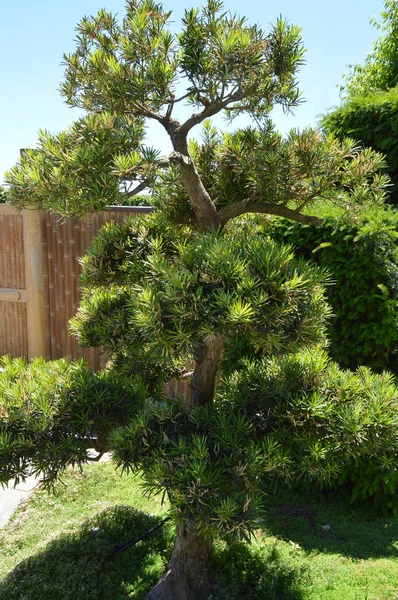 El bonsái verde curvado crece en el jardín japonés. diseño de paisaje en estilo japonés — Foto de Stock