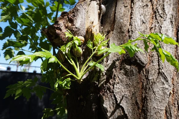 Caracol sentado em uma árvore em um dia ensolarado de verão — Fotografia de Stock