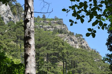 Ağaçlar çıplak kayalar yüksek bir dağın yamacında büyümek, dağın eteklerinde görüntülemek