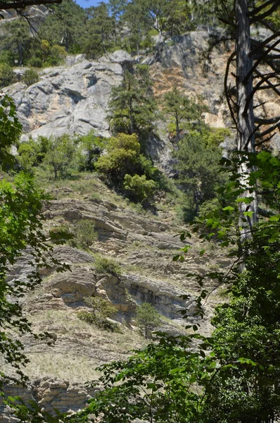 Träd växa på sluttningen av ett högt berg, kala klippor, Visa från foten av berget — Stockfoto