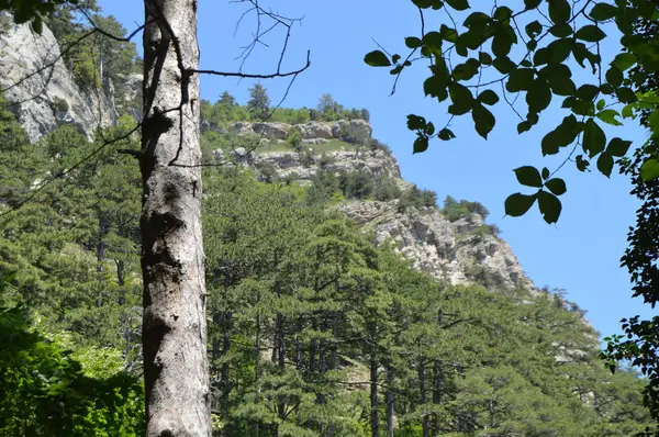 Árvores crescem na encosta de uma montanha alta, rochas nuas, vista do pé da montanha — Fotografia de Stock