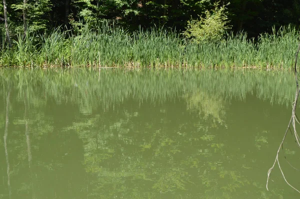 Agua turbia en un lago forestal o pantano, cubierto de hierba en las orillas —  Fotos de Stock