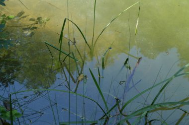 Çamurlu su kıyısında çim ile büyümüş bir orman göl ya da bataklık,