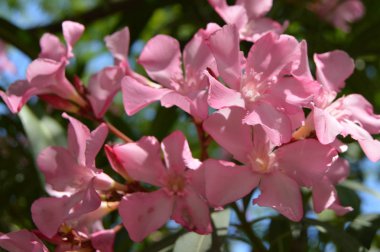 Pembe zakkum Nerium çalı tropikal bahçede büyür