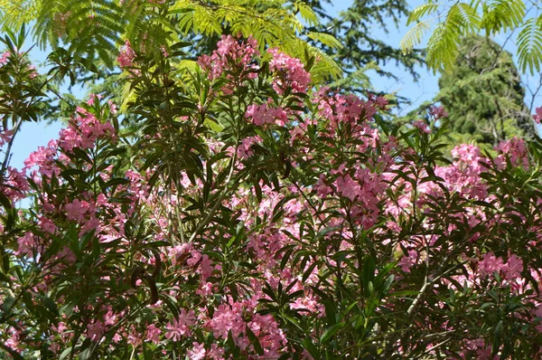 Arbusto de olivo rosa Nerium crece en el jardín tropical — Foto de Stock