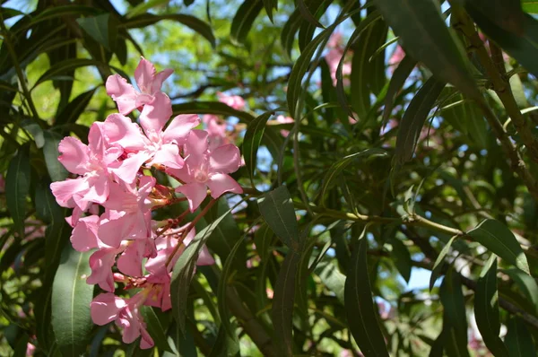 Arbusto de olivo rosa Nerium crece en el jardín tropical — Foto de Stock