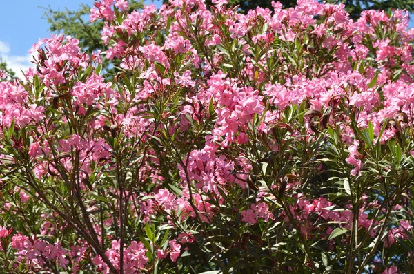 Der rosa Oleander-Nerium-Strauch wächst im tropischen Garten — Stockfoto