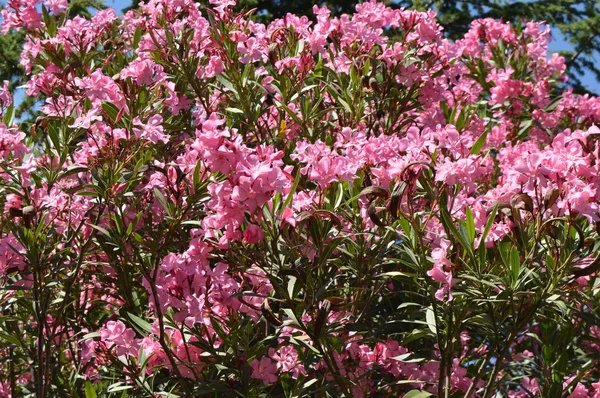 Pink Oleander Nerium shrub grows in the tropical garden — Stock Photo, Image