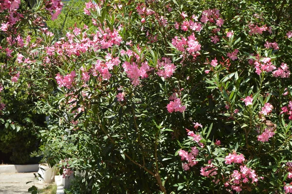 Arbusto de olivo rosa Nerium crece en el jardín tropical — Foto de Stock