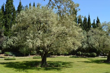 Zeytin ağaçları ile çiçekli dalları bahar Park