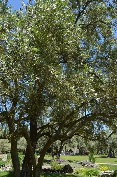 Ελαιόδεντρα με τα ανθοφόρα κλαδιά την άνοιξη πάρκο — Φωτογραφία Αρχείου