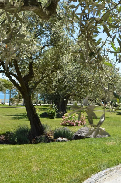 Olívaolaj fák, virágzó ágakat tavasszal Park — Stock Fotó