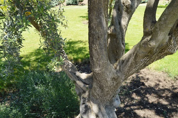 A tavaszi Park öreg olajfa nagy láda — Stock Fotó