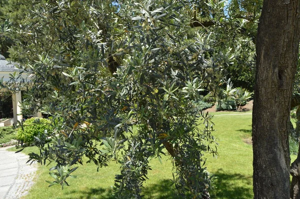 Оливкові дерева з квітучими гілками у весняному парку — стокове фото
