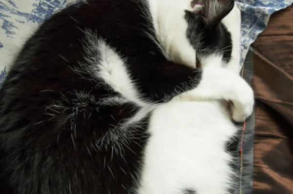 Un petit chat noir et blanc, dormant enroulé dans une boule, couvert d'une patte musclée — Photo