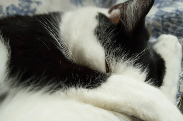 小さな白黒猫 snoutt 足のボールでは、丸くなって寝て — ストック写真