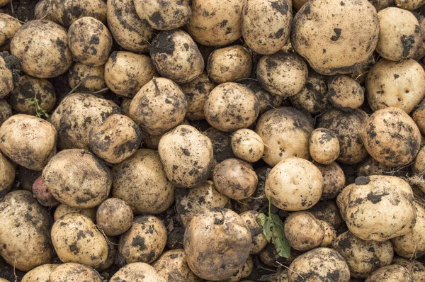 Μεγάλη συγκομιδή από φρέσκιες πατάτες στο πεδίο, η έννοια της αυξανόμενης βιολογικά λαχανικά και γεωργία — Φωτογραφία Αρχείου