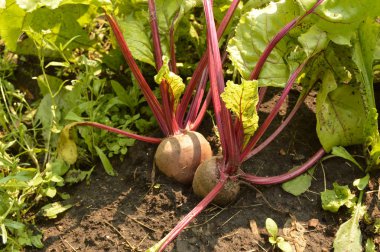 Pancar sebze topraklarında güneşli bir günde Bahçe büyümek