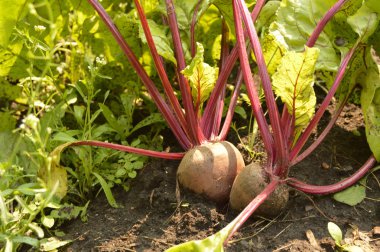 Pancar sebze topraklarında güneşli bir günde Bahçe büyümek