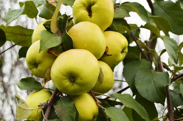 Große Ernte von Äpfeln, reife grüne Äpfel hängen an einem Zweig — Stockfoto