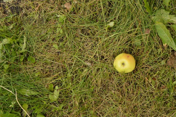 Uma maçã verde deitada na grama, vista superior, espaço de cópia — Fotografia de Stock